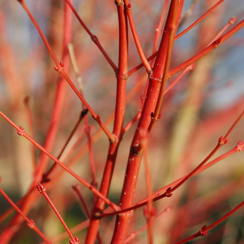 7 gal. Sango Kaku Japanese Maple Tree MAPJSA07G