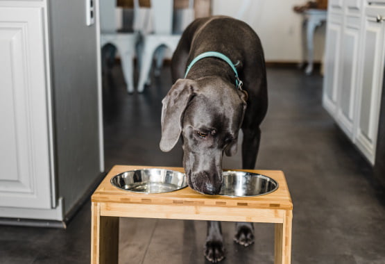 Large 12" Tall Elevated Dog & Pet Feeder- Double Bowl Raised Food & Water Stand- Includes 2 Extra Stainless Steel Bowls, 4 Bowls Total