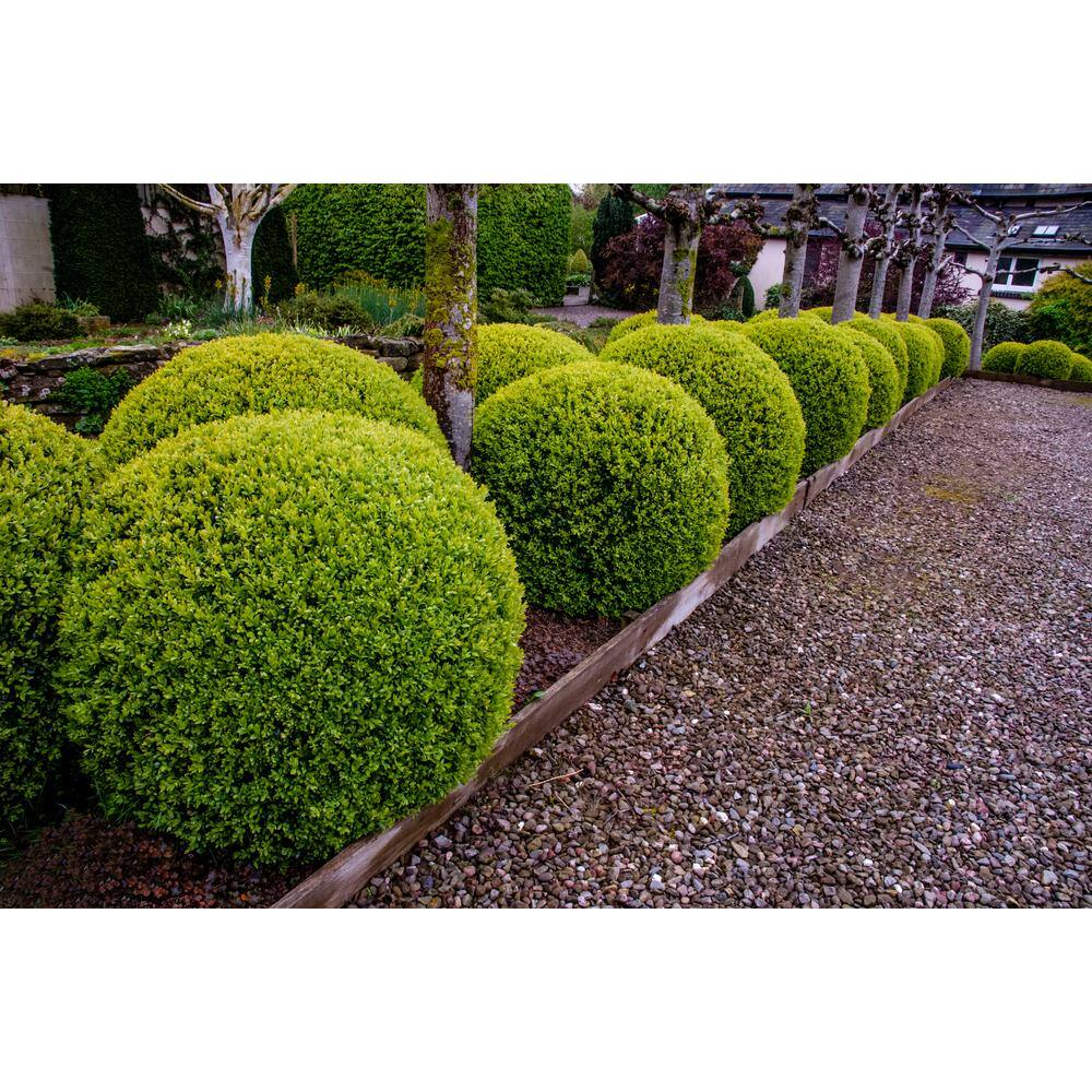 Online Orchards 1 Gal. American Boxwood Shrub (2-Pack) EGBX005