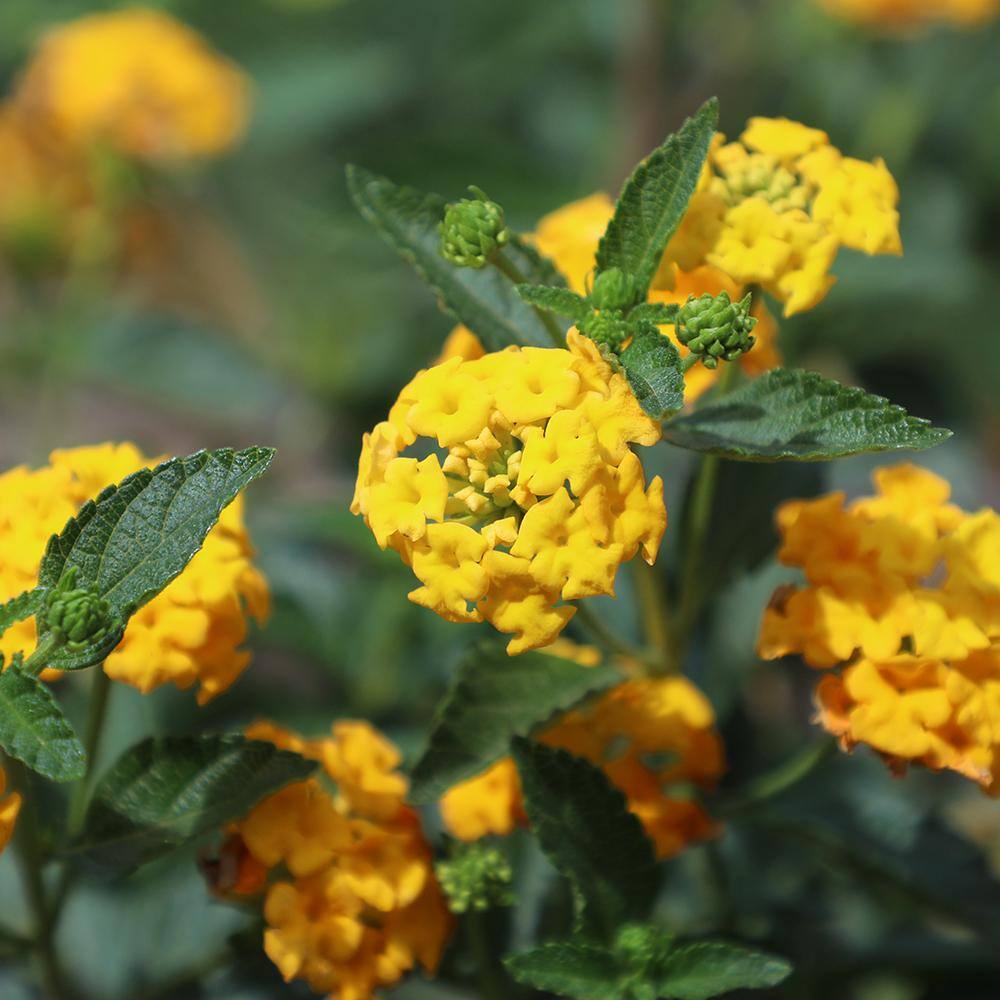 ALTMAN PLANTS 1 Gal. Lantana New Gold Plant 0881267