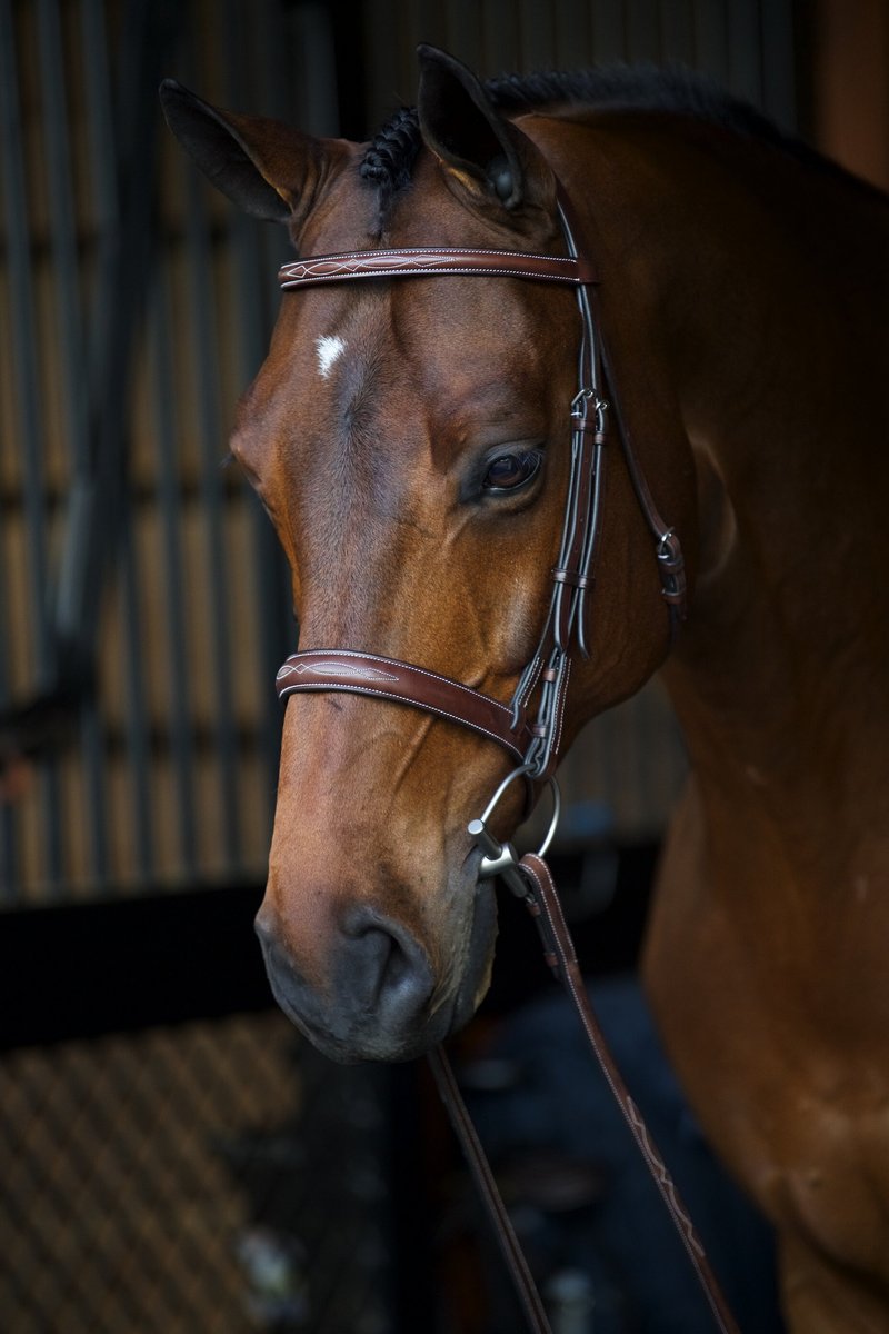 Equiline Scott Stewart Hunter Horse Bridle