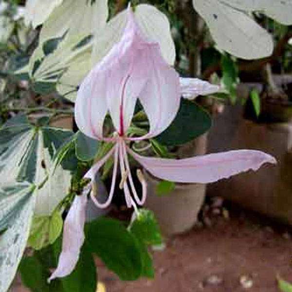 Bauhinia Variegated, Kachnar, Orchid Tree - 0.5 kg Seeds