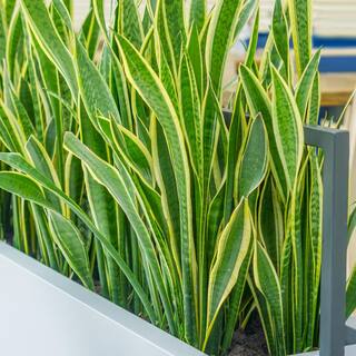 national PLANT NETWORK 4 in. Snake Plant Laurentii (3-Pack) HD1652