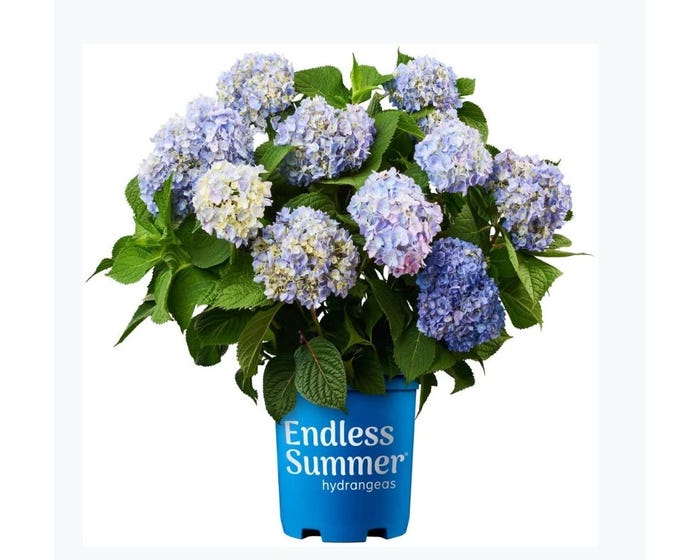 Capstone Plants Hydrangea Endless Summer Bloomstruck 2G Pot