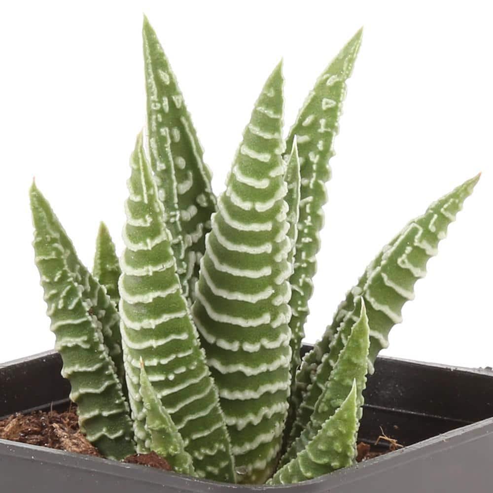 Costa Farms Small Assorted Haworthia Succulents in 2.5 in. Grower Pot， Avg. Shipping Height 3 in. Tall (4-Pack) 2SUCCHAWGROW4PK