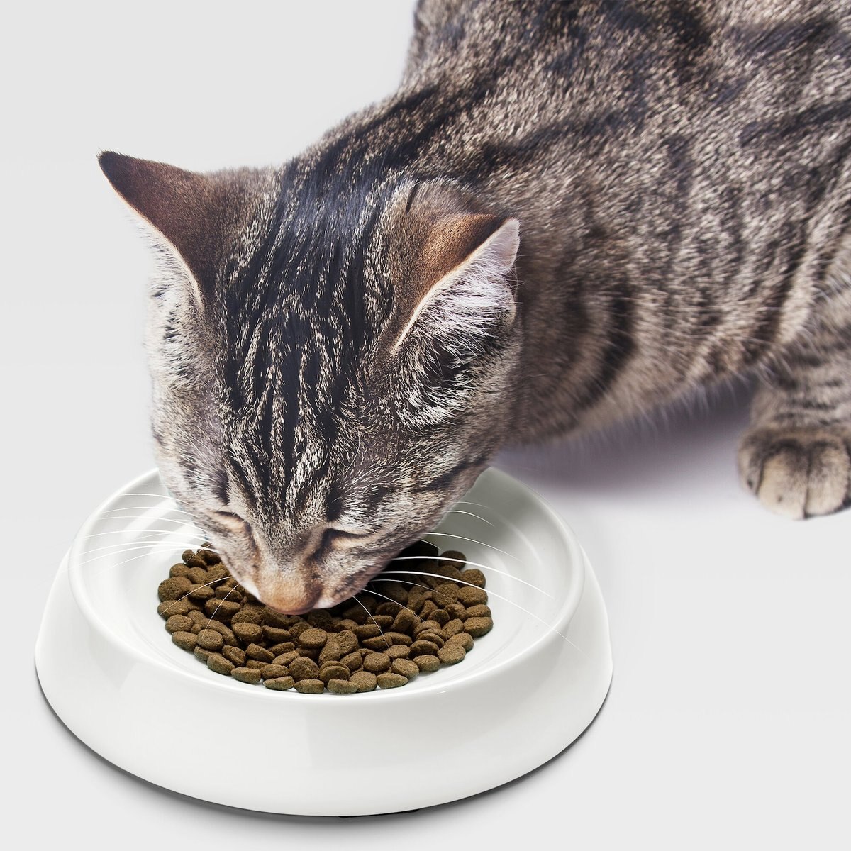 CatGuru Cat Food Bowls， 2 count