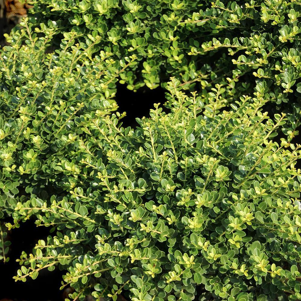 national PLANT NETWORK 2.25 Gal. Holly Compacta Shrub HD7142