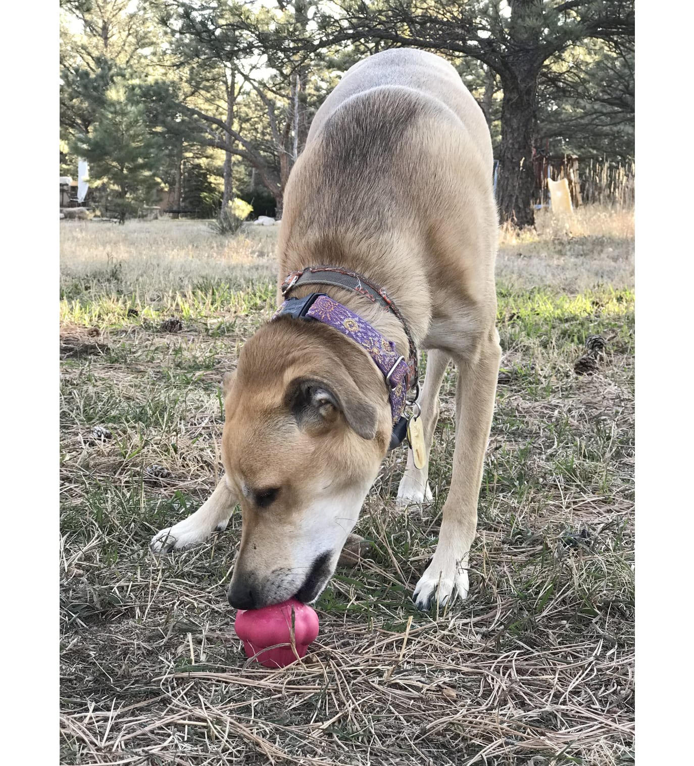 MUTTS KICK BUTT Cupcake Treat Dispenser and Chew Toy for Dogs