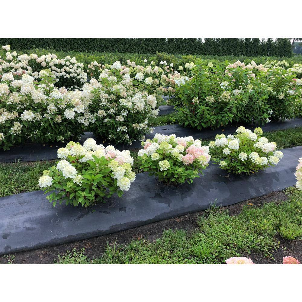 PROVEN WINNERS 4.5 in. Qt. Fire Light 'Tidbit' Hydrangea Live Plant White and Red Flowers HYDPRC1187800