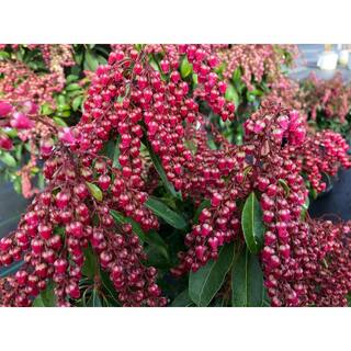 4.5 in. Quart Interstella Lily of the Valley Shrub (Pieris) Live Plant Ruby Red Flowers PIEPRC1007800