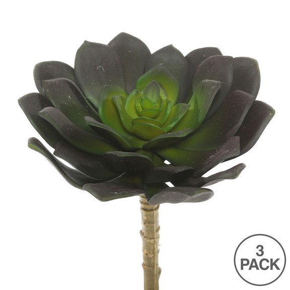 Vickerman Echeveria PK/3