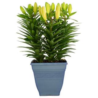 Pure Beauty Farms 3.20 qt. Asiatic Lily Plant in 7.5 in. Deco Pot BOPIS2256