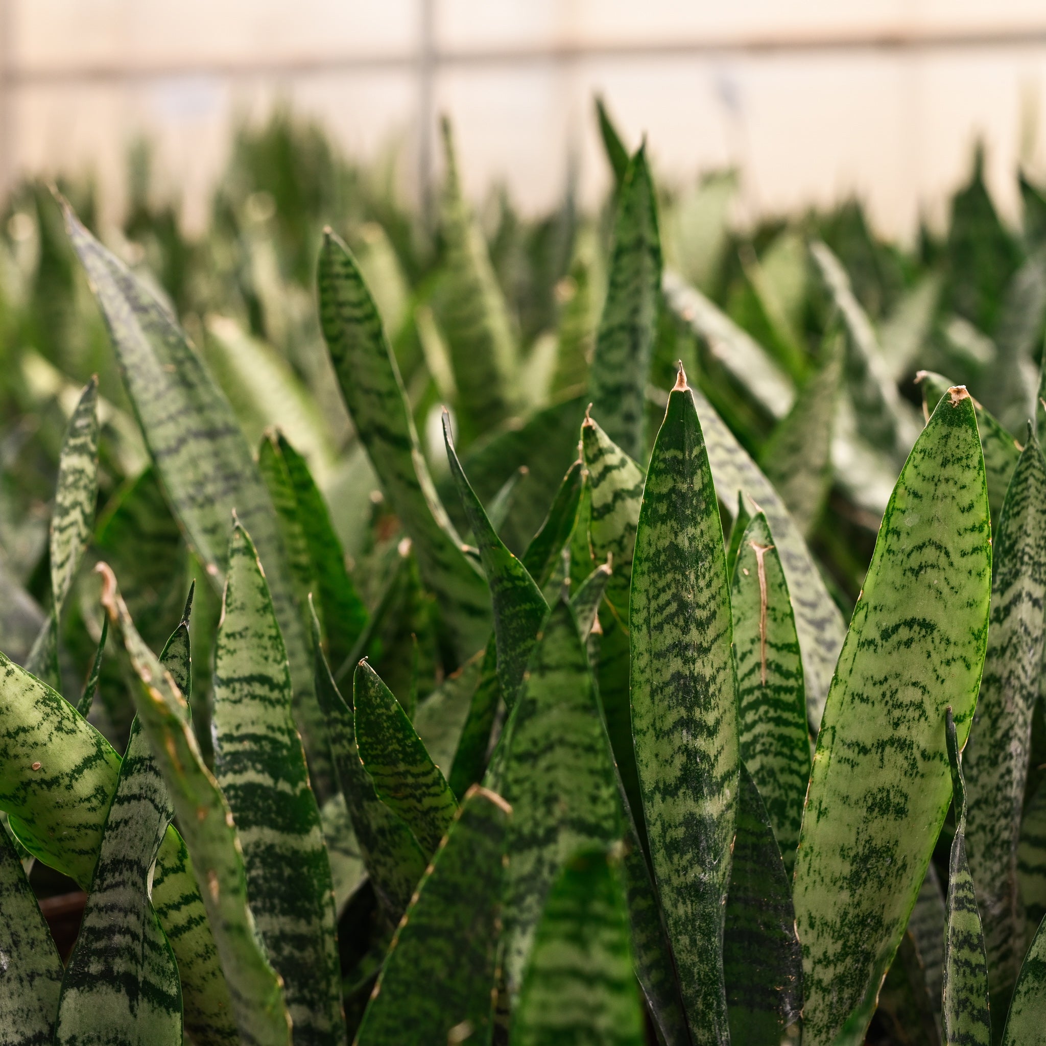 Live Zeylancia Snake Plant - 4