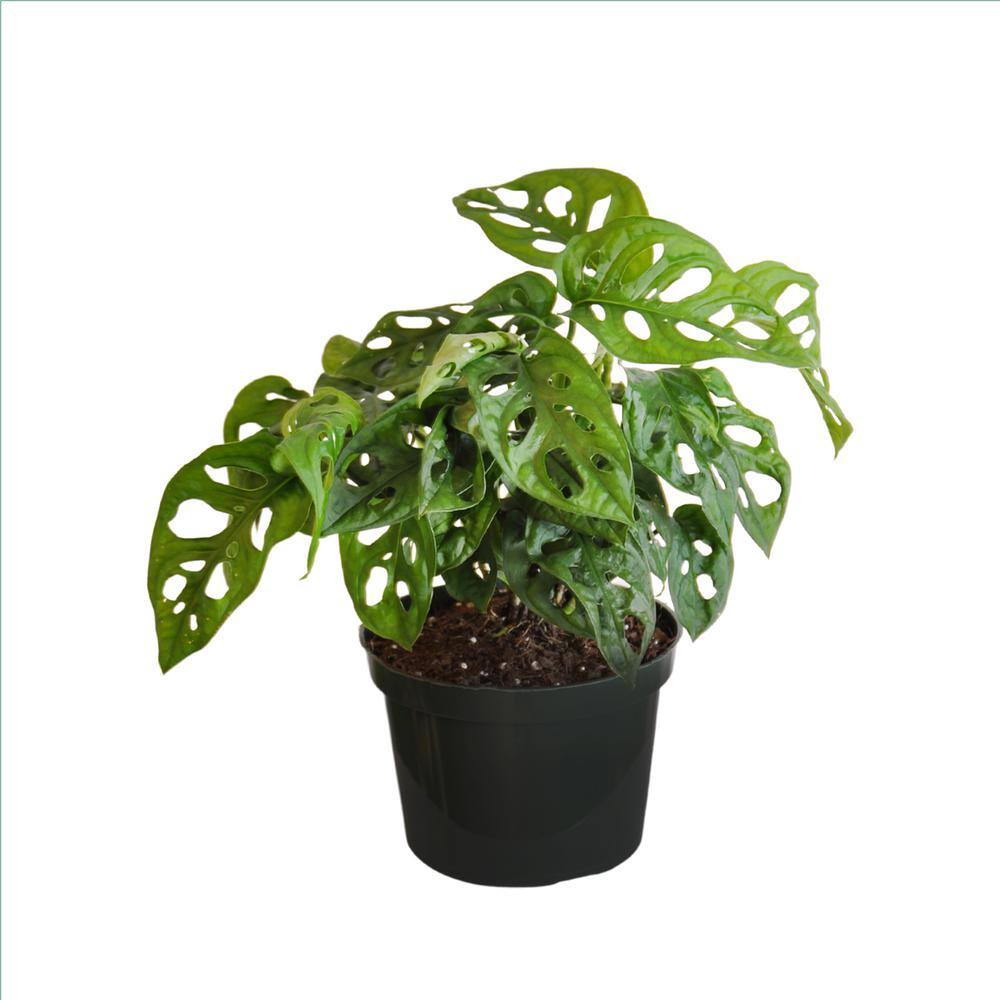 United Nursery Monstera adansonii Swiss Cheese Vine Live Plant in 6 inch Grower Pot 00359