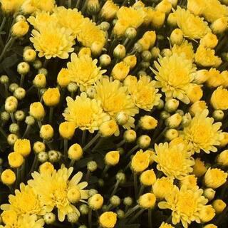 BELL NURSERY 6 in. Mum Yellow Live Annual Plant (2-Pack) CHMUM6YEL2PK