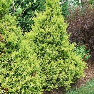 PROVEN WINNERS 2 Gal. Soft Serve Gold False Cypress Shrub with Yellow-Gold Foliage 17518
