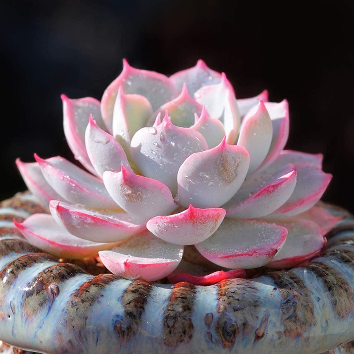 Succulent Plants， Echeveria desmetiana de Smet Rosette Succulent Fully Rooted in 2” Planter