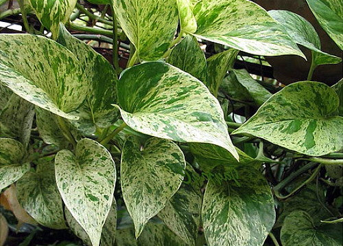 Marble Queen Devil's Ivy - Pothos - Epipremnum - 6