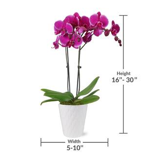 Just Add Ice Premium Orchid (Phalaenopsis) Purple Plant in 5 in. White Ceramic Pottery J5011