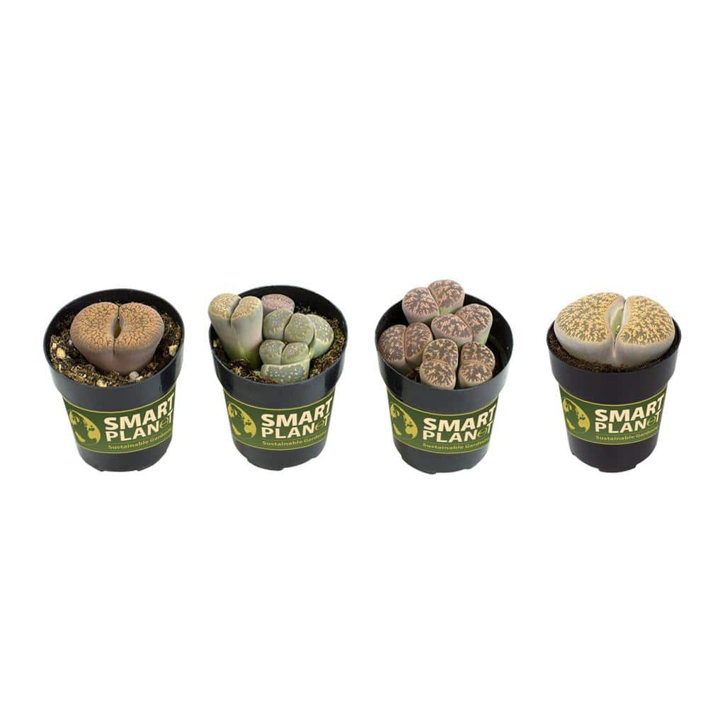 SMART PLANET 2.5 in. Lithops Plant Collection (4-Pack) 0880050