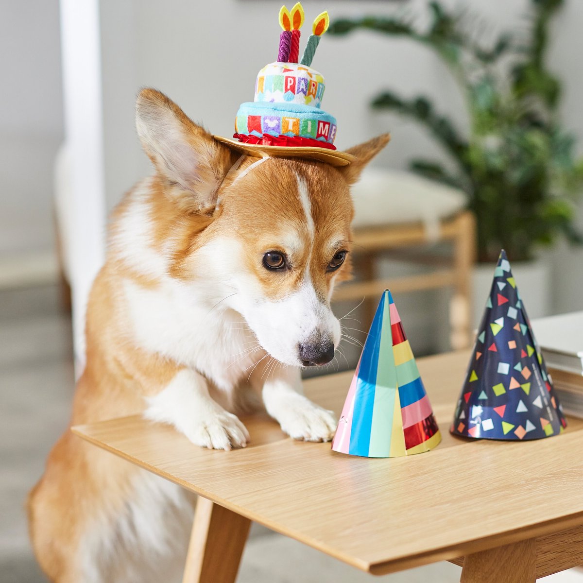 Disney Mickey Mouse Birthday Dog and Cat Hat