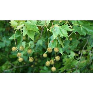 Online Orchards 3 ft. Bloodgood London Plane Tree with Fast Growth and Large Beautiful Form SHLP001