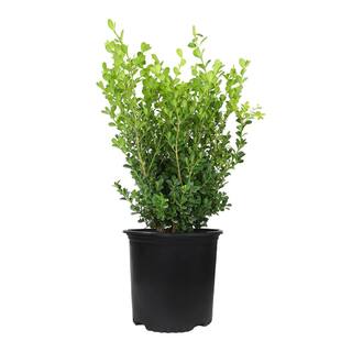 ALTMAN PLANTS 3G Japanese Boxwood Shrub (BUXUS JAPONICA) Single 0881412