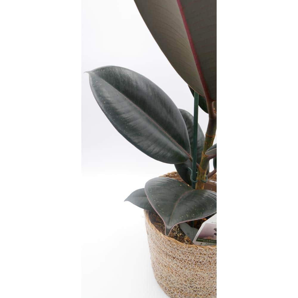 PROVEN WINNERS leafjoy Collection Ficus Elastica Abijan (Rubber Plant) Live Indoor Plant in 7 in. Seagrass Pot Avg Ship Height 15 in. PWFEA6SEA1PK