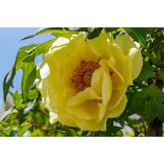 BELL NURSERY 3 Gal. Bartzella Peony (Paeonia Itoh) Live Shrub with Bright Yellow-Deep Red Double Blooms PEONY3BAR1PK