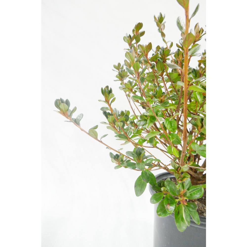 BELL NURSERY 1 Gal. Stewartstonian Azalea Live Flowering Evergreen Shrub Orange-Red Flowers AZLEA1STE1PK