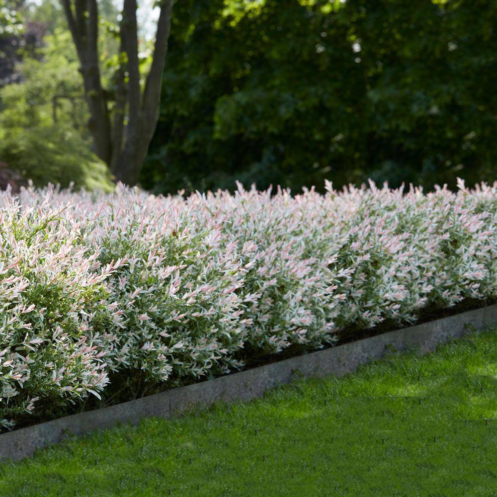 Brighter Blooms 2 Gal. Flowering Tri-Color Willow Shrub with White Blooms WIL-TRI2