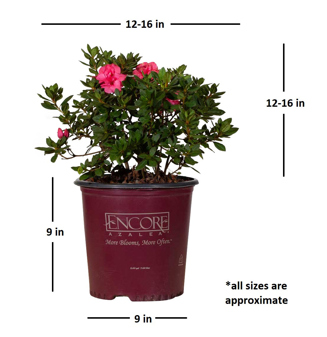 Encore Azalea Autumn Rouge (2 Gallon) Dark Pink Flowering Shrub - Full Sun Live Outdoor Plant