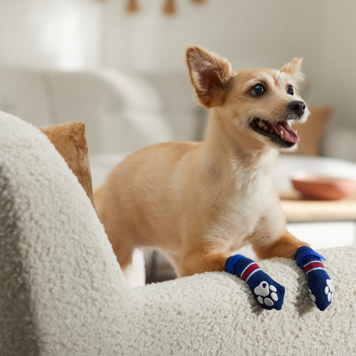 Frisco Non-Skid Navy Dog Socks， Red and White Stripe