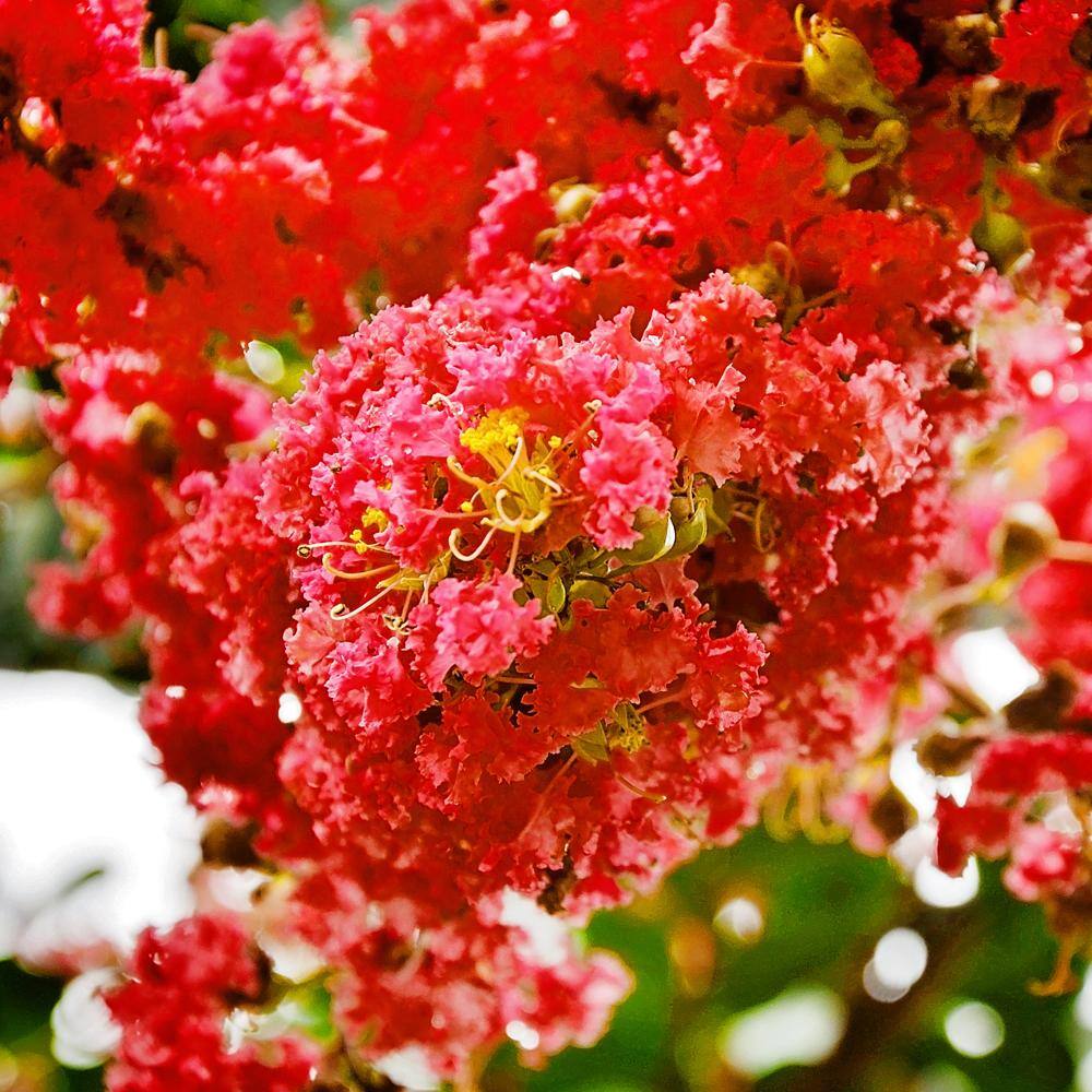 SOUTHERN LIVING 1 Gal. Miss Frances Crape Myrtle Tree CRMMFR01G