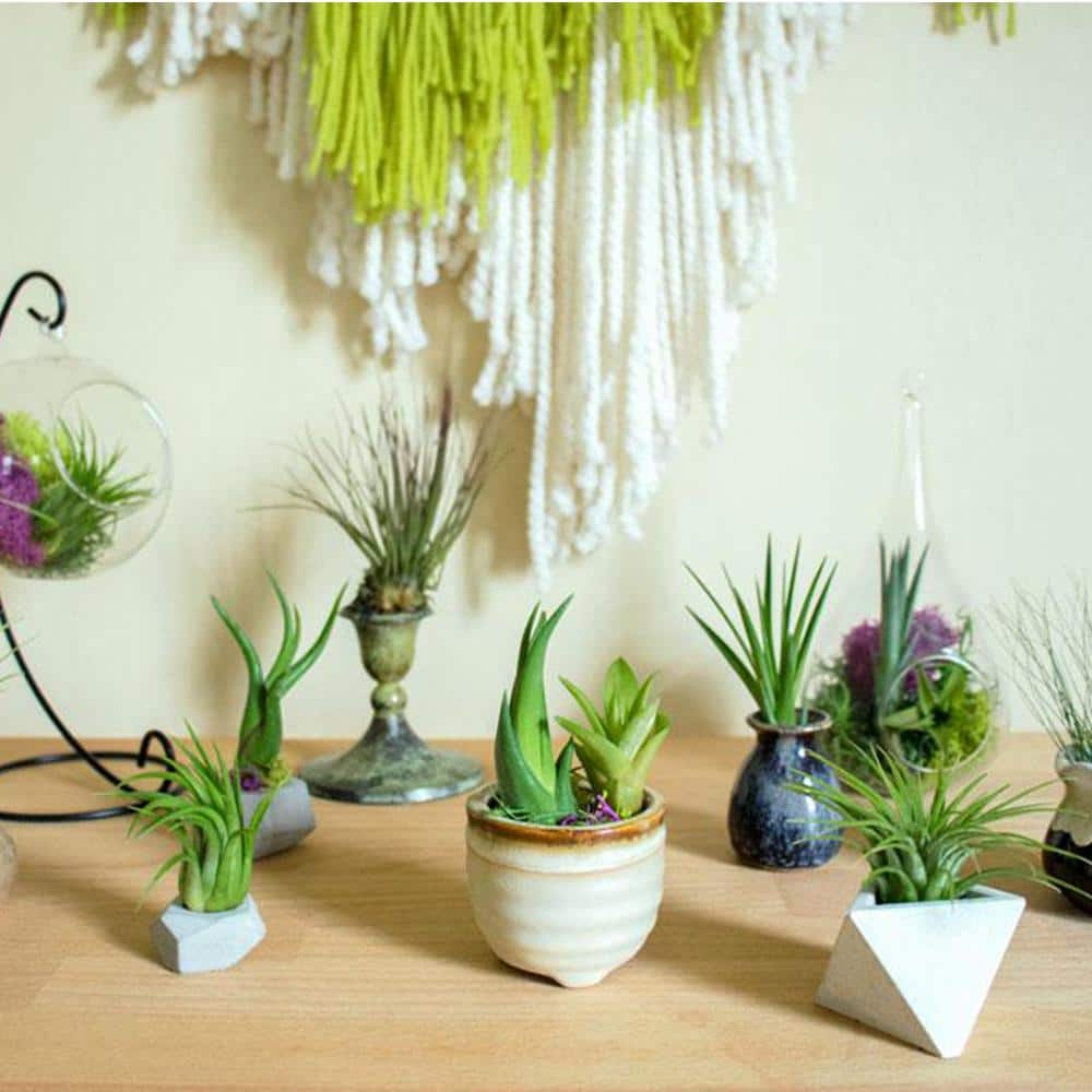 ALTMAN PLANTS Air Plants Assorted (6-Pack) 0881174