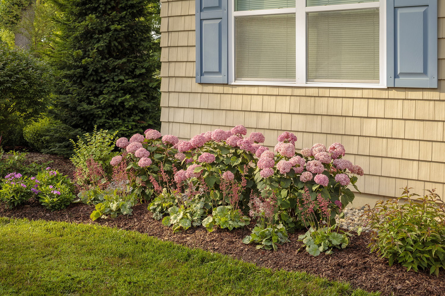 4.5 in. Quart Dolce Spearmint Coral Bells (Heuchera) Live Plant， Pink Flowers and Silvery Green Foliage