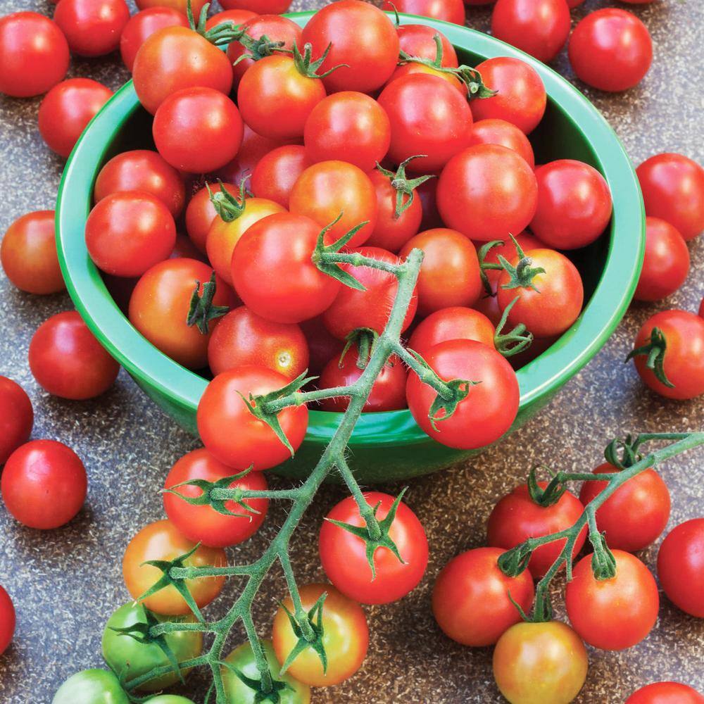 Bonnie Plants 19 oz. Super Sweet 100 Tomato Plant (2-Pack) 202107