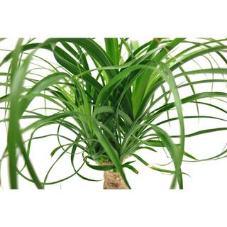 Costa Farms 10 in. Ponytail Palm Plant in White Planter L-PTP-S-WHT-01