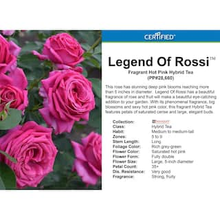 My Bouquet 2 Gal. Legend Of Rossi Rose with Hot Pink Flowers 17551