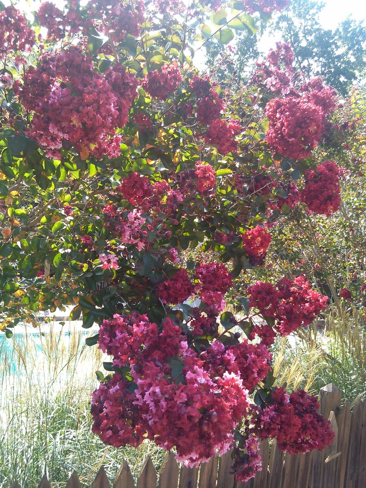 Pink Velour Crape Myrtle