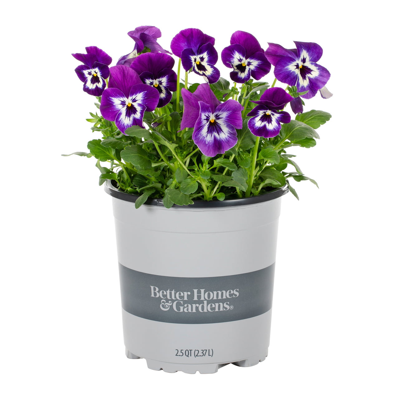 Better Homes and Gardens 2.5 Quart Bicolor Purple and White Pansy Annual Live Plants (3 Count) with Grower Pot