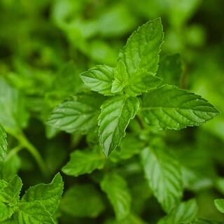 Bonnie Plants 19 oz. Peppermint Herb Plant 1003800774