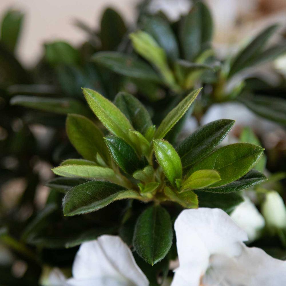 ENCORE AZALEA 1 Gal. Autumn Ivory Reblooming Dwarf Azalea Shrub with White Flowers 80431