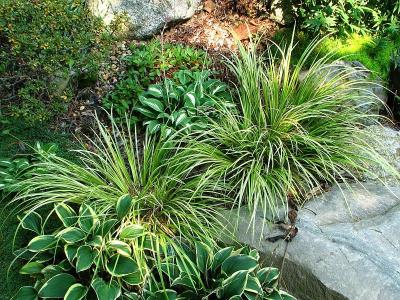 Classy Groundcovers - Acorus gramineus 'Ogon' Acorus gramineus 'Wogon' {25 Pots - 3 1/2 inch Square}