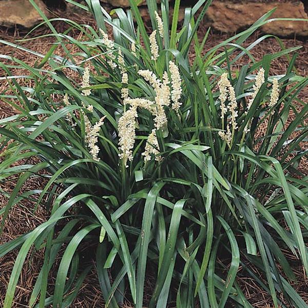 Liriope Muscari 'Monroe'S White'