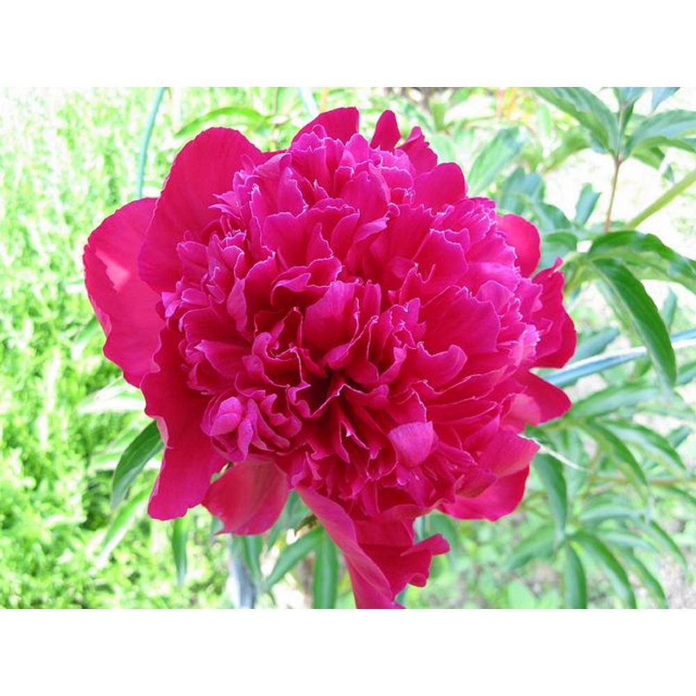 BELL NURSERY 2 Gal. Karl Rosenfield Peony (Paeonia) Live Shrub with Cherry Red Double Blooms PEONY2KRP1PK