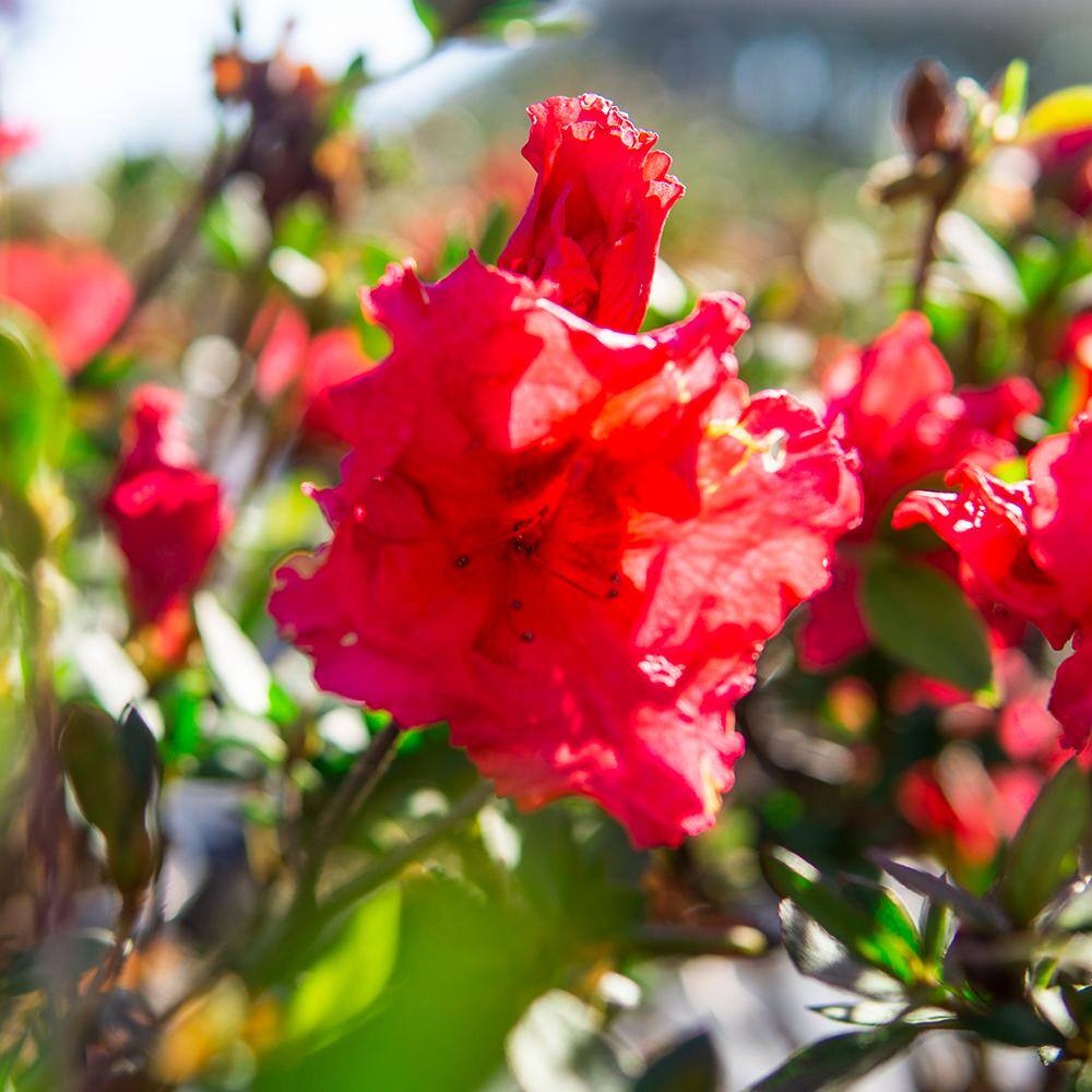 Red Ruffles Azalea Shrub in 1 Gal. Grower's Pot THD00009