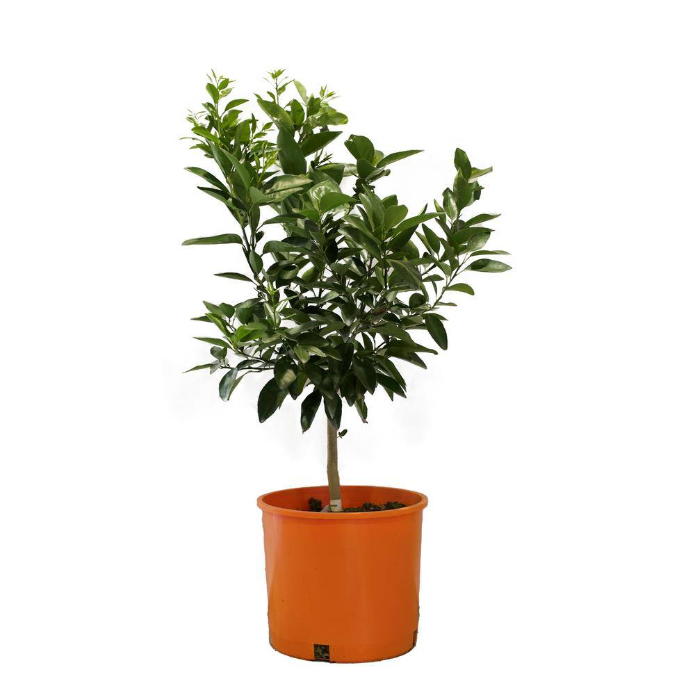 Alder  Oak 3 gal. Mandarin Owari Semi-Dwarf Evergreen Tree FROO03