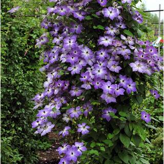 Spring Hill Nurseries Purple Flowers Cloudburst Clematis Vine Live Perennial Plant Vine with 4 in. Pot (1-Pack) 64233