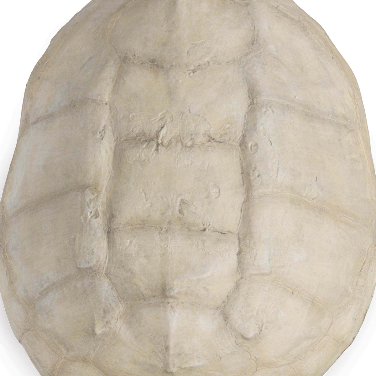 Turtle Shell Accessory in Various Colors